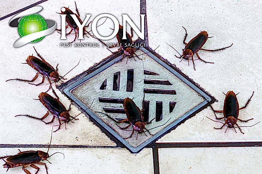 Hamam Böceği İlaçlama