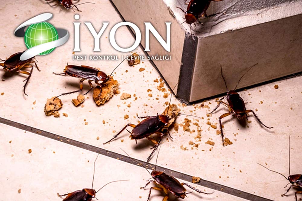 Hamam Böceği İlaçlama