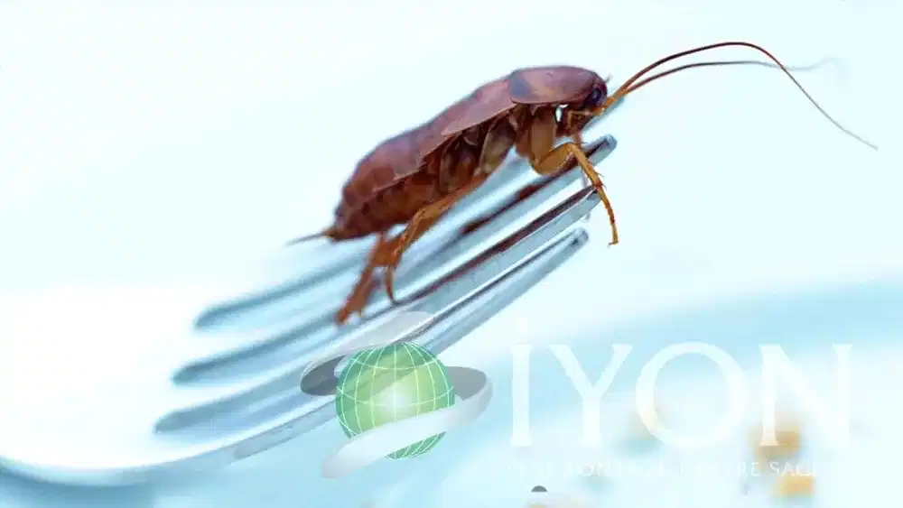 Hamam Böceği İlaçlama