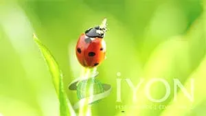 Her Böcek Haşere Değildir!