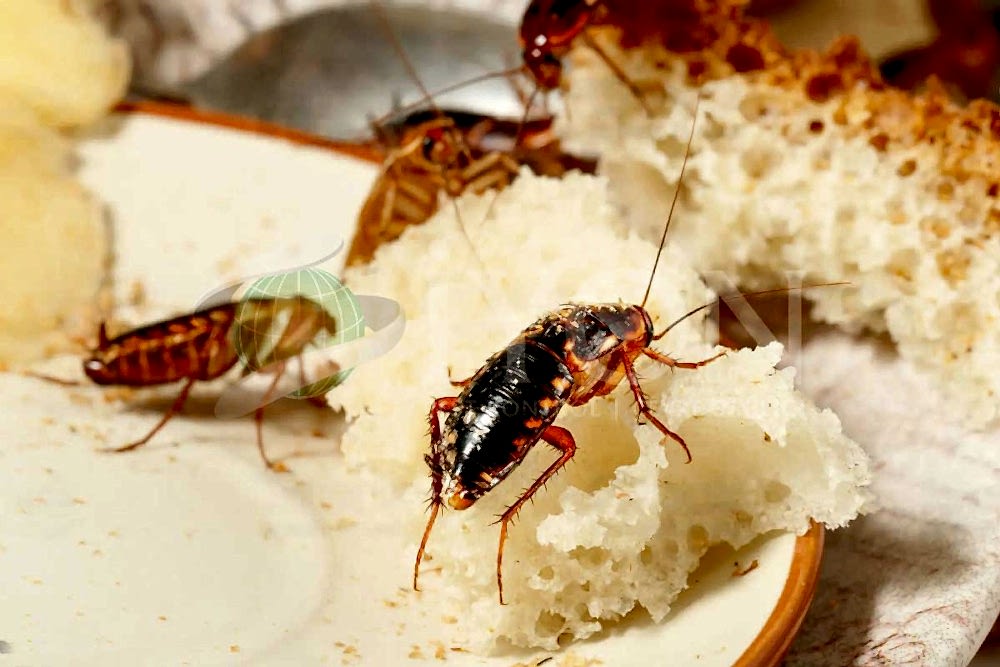 Kalorifer Böceği İlaçlama