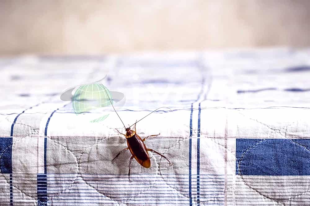 Kalorifer Böceği İlaçlama