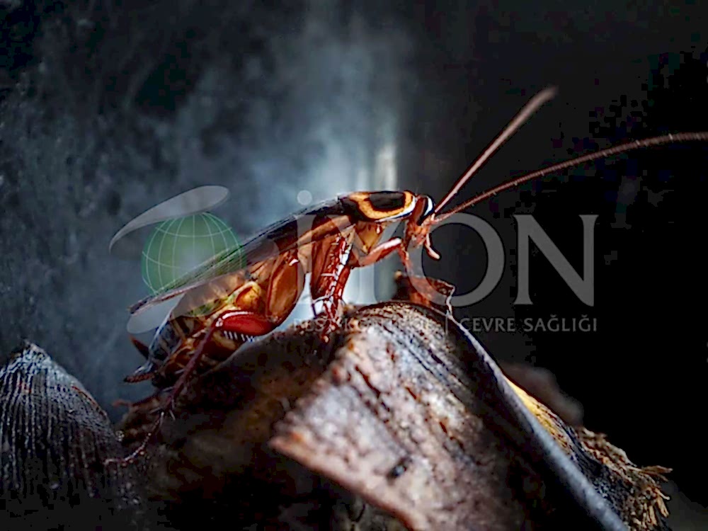 Kalorifer Böceği İlaçlama