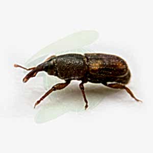 Tahıl Zararlıları