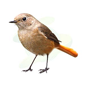 Diğer Haşere ve Zararlılar