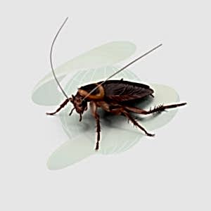 Hamam Böceği ve Hamam Böcekleri Türleri