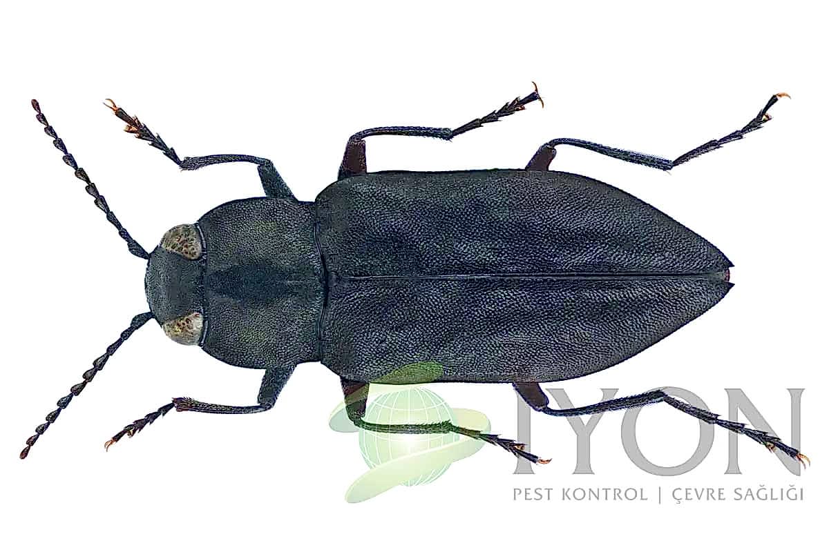 Yangın Böceği (Mücevher Böcekleri)