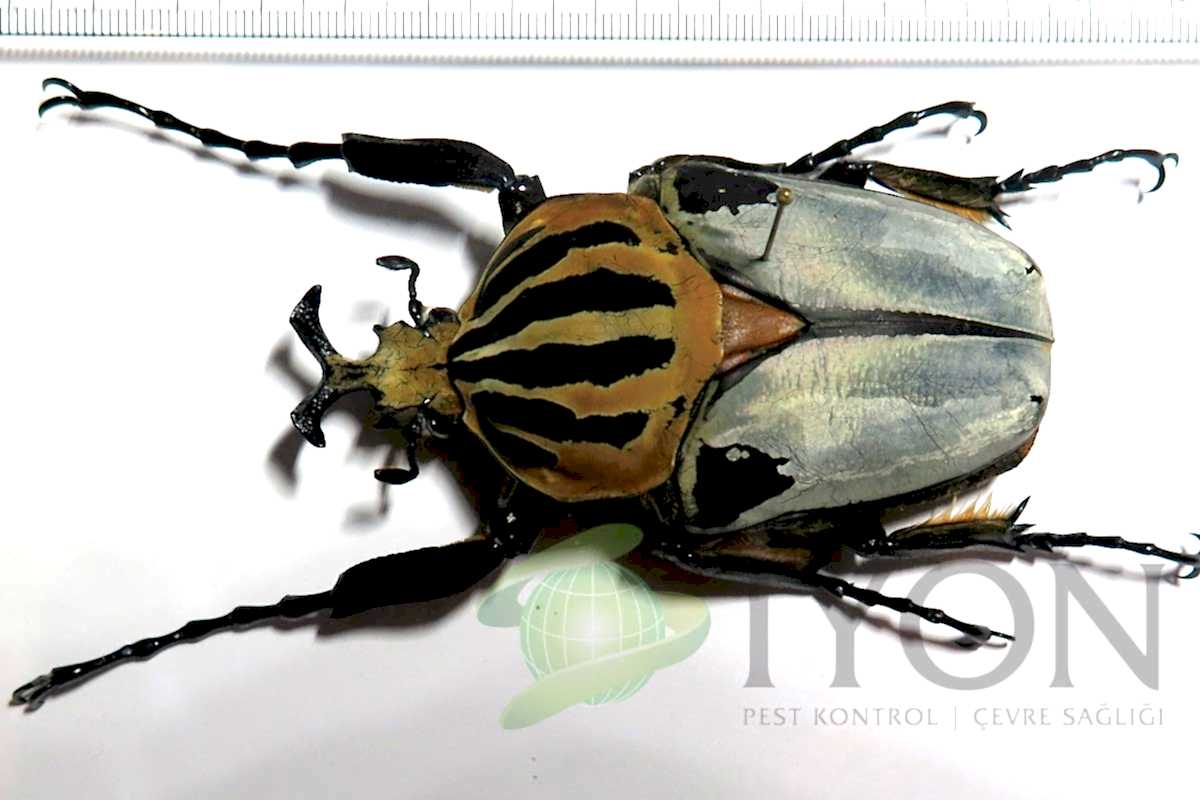 Goliathus Böceği