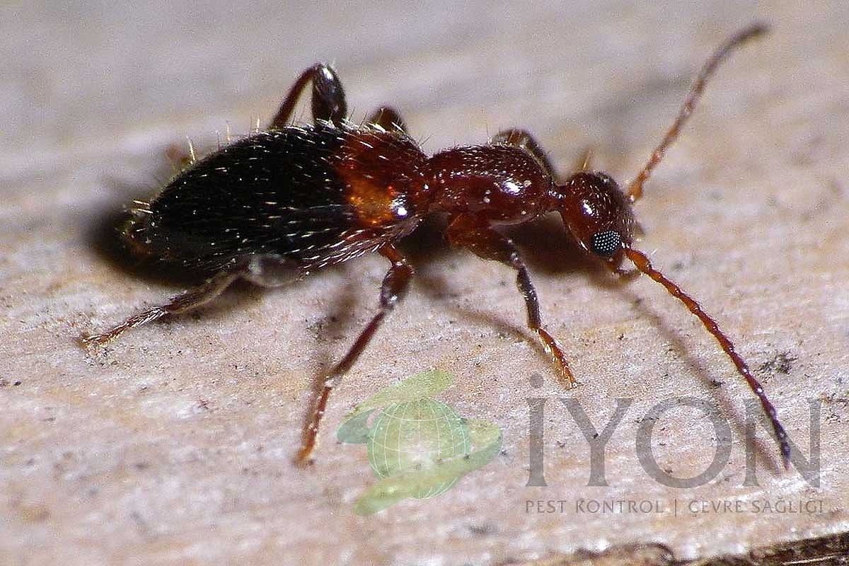 Antlike Çiçek Böceği