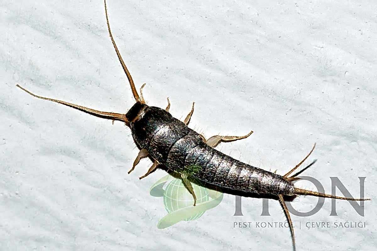 Gümüş Böceği ( Banyo Böceği )