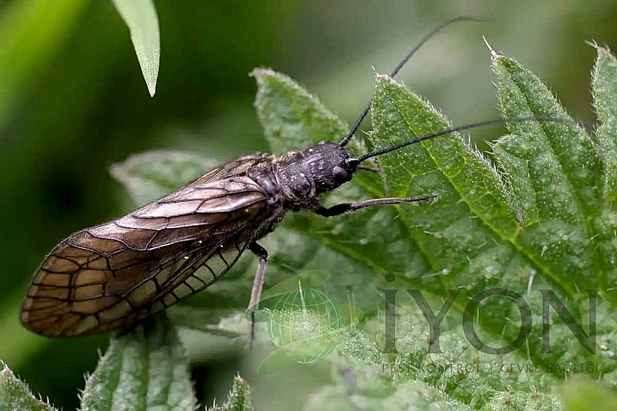 Kızılağaç Sineği (Alderfly)