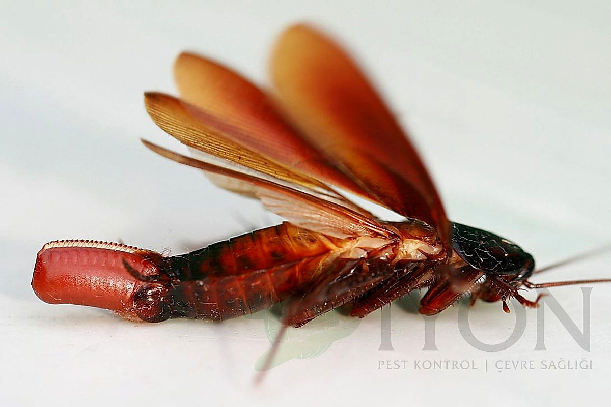 Amerikan Hamam Böceği