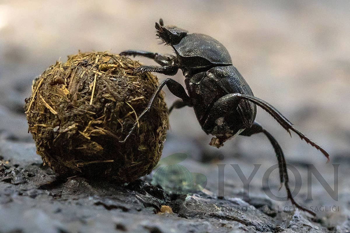 Bok Böceği (Gübre Böceği)