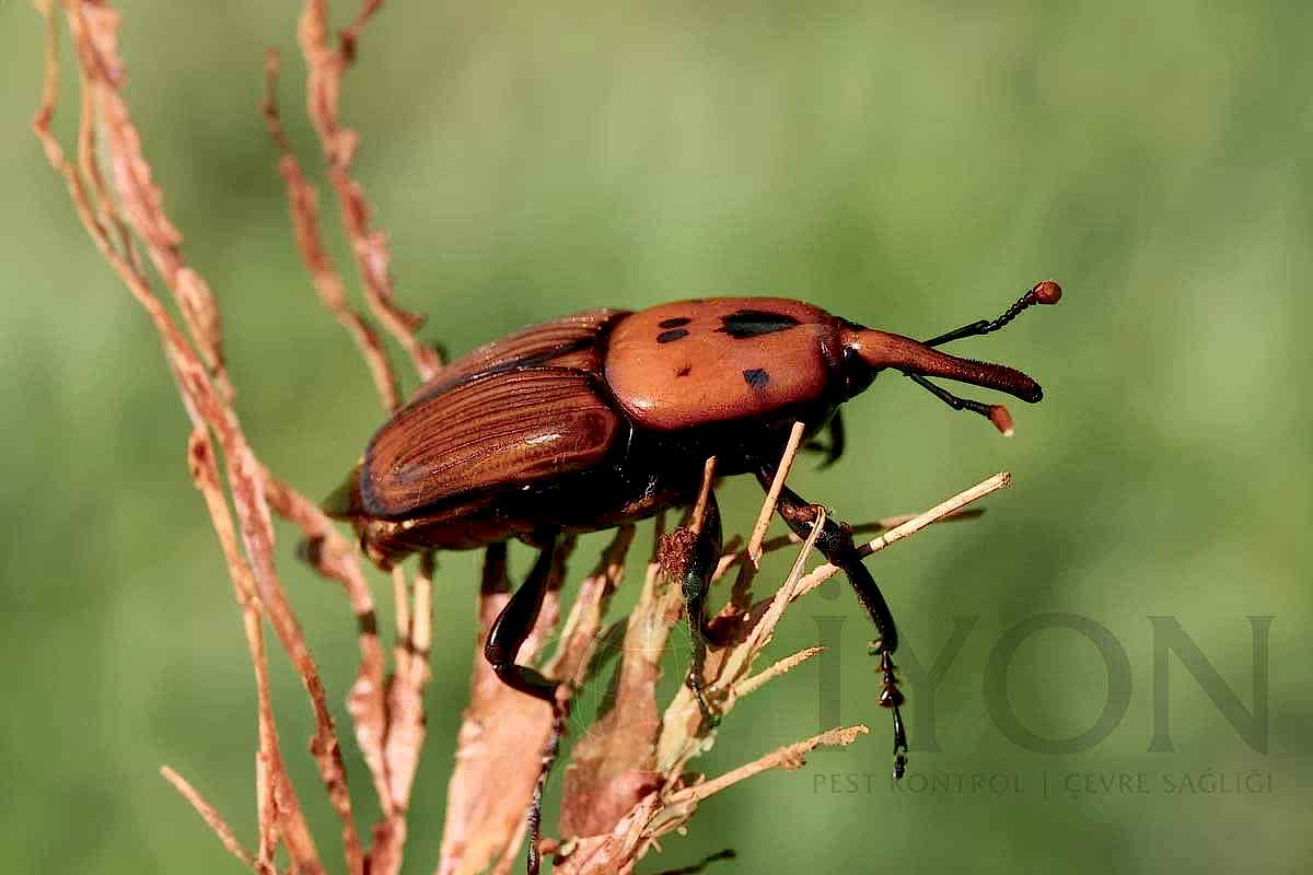 Kırmızı Palmiye Böceği