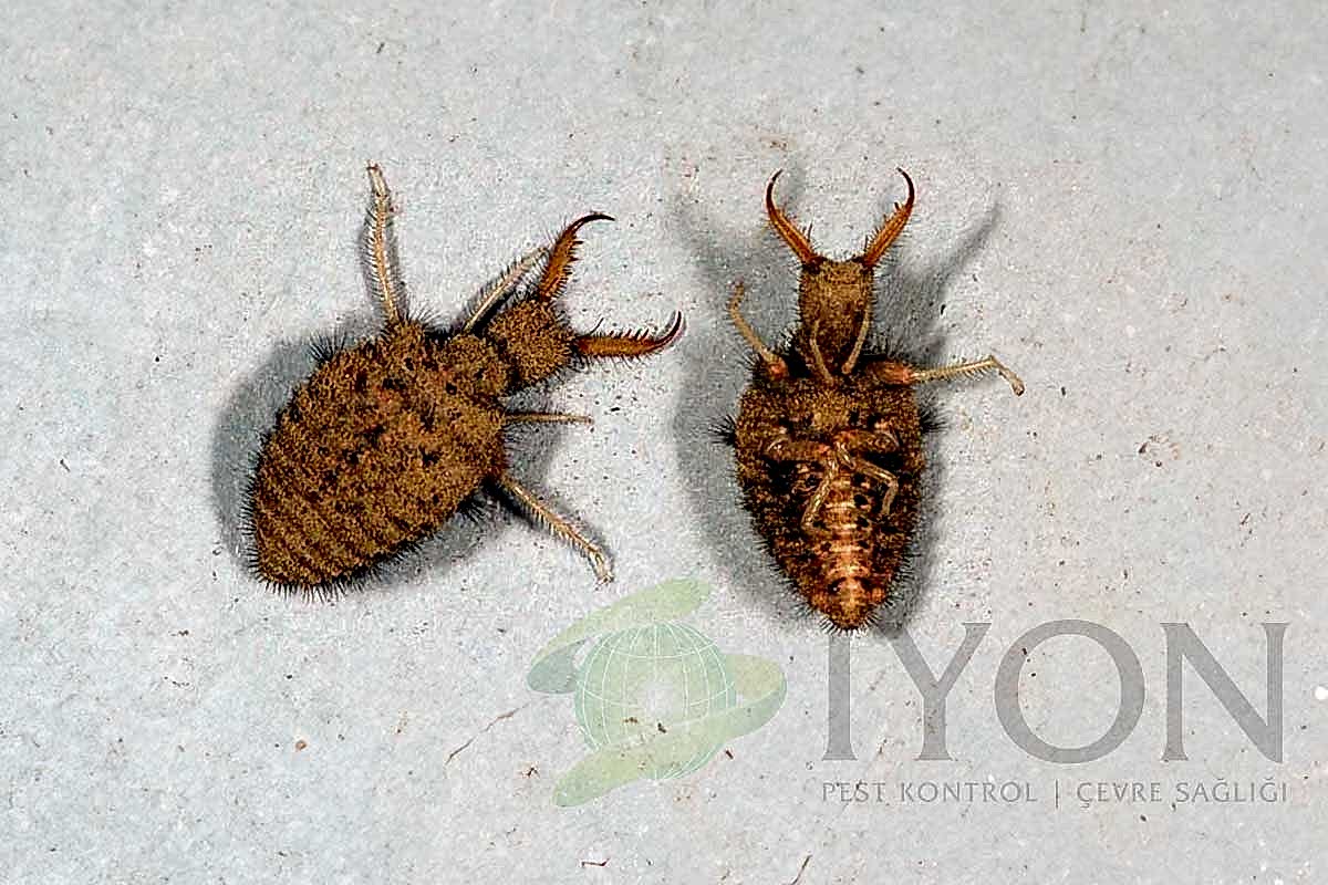 Karıncaaslanı (Antlion)