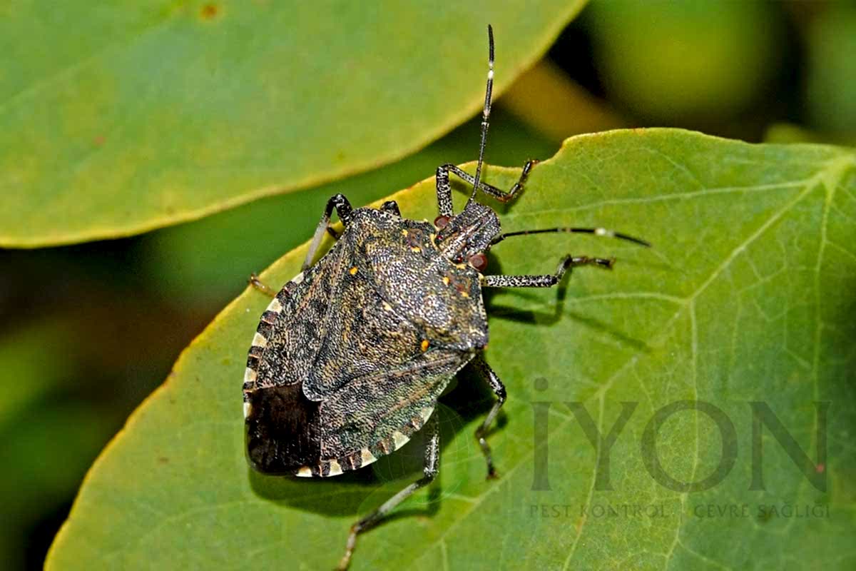 Kahverengi kokarca böceği